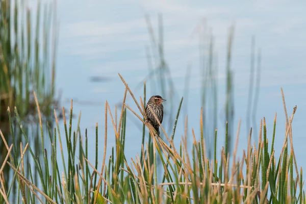 Brun Rödvingad Björnfågel Agelaius Phoeniceus Ett Kärr Bland Vass Sarasota — Stockfoto