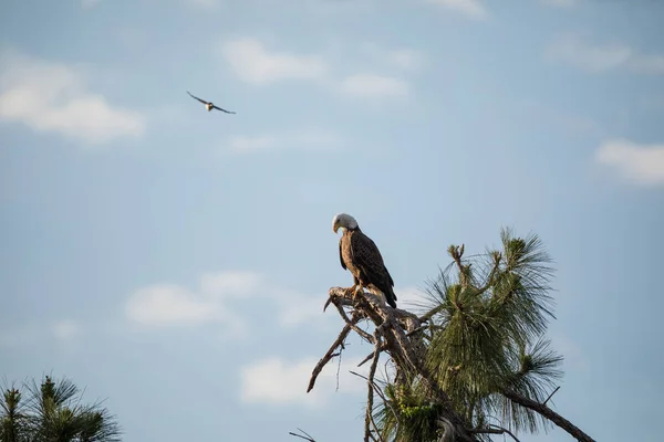 Blue Jay Dive Bombs Mated Para Bald Eagle Haliaetus Leucocephalus — Zdjęcie stockowe