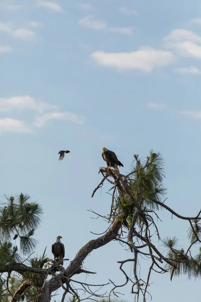 ブルージェイダイビング爆弾ボルドイーグルのペアハリエトスLeucocophalas鳥の獲物のヒノキの木のフォートマイヤーズ フロリダ州 — ストック写真