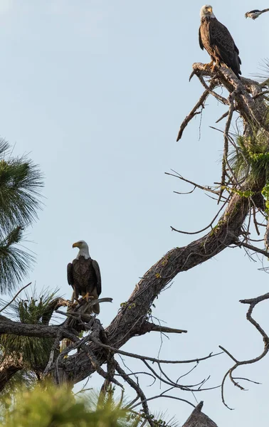 ブルージェイダイビング爆弾ボルドイーグルのペアハリエトスLeucocophalas鳥の獲物のヒノキの木のフォートマイヤーズ フロリダ州 — ストック写真