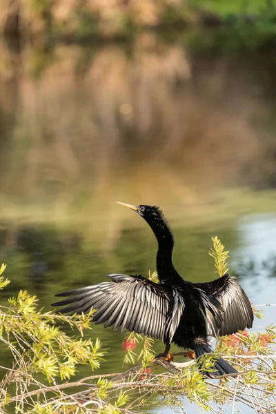 Μαύρο Αρσενικό Anhinga Anhinga Στεγνώνει Είναι Φτερά Και Προσπαθεί Προσελκύσει — Φωτογραφία Αρχείου