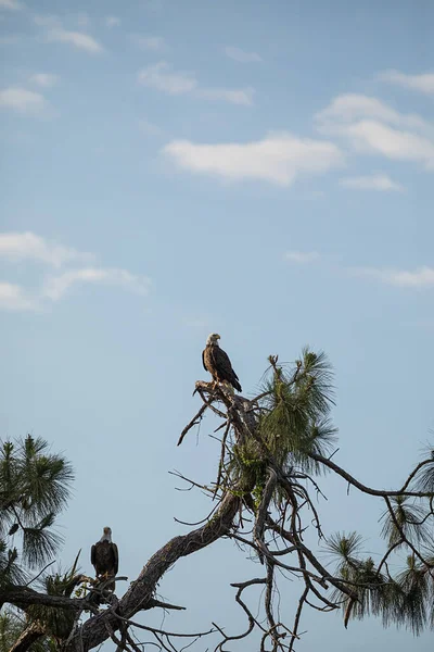 Pareja Apareada Águila Calva Haliaeetus Leucocephalus Aves Presa Posan Ciprés — Foto de Stock