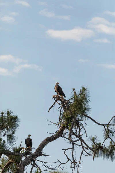 Gekweekte Bald Eagle Haliaeetus Leucocephalus Roofvogels Een Cipressenboom Fort Myers — Stockfoto
