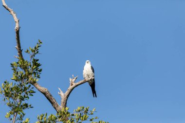 Beyaz ve gri erkek kırlangıç kuyruklu Elanoides, Florida, Sarasota 'da ölü bir ağaca tünemiş.