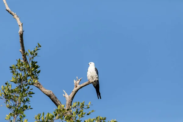 Witte Grijze Mannelijke Zwaluwstaartvlieger Elanoides Forficatus Zit Een Dode Boom — Stockfoto