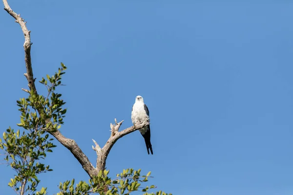 Witte Grijze Mannelijke Zwaluwstaartvlieger Elanoides Forficatus Zit Een Dode Boom — Stockfoto