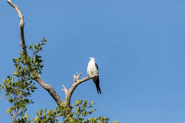 White Grey Male Swallow Tailed Kite Elanoides Forficatus Perches Dead — Stock Photo, Image