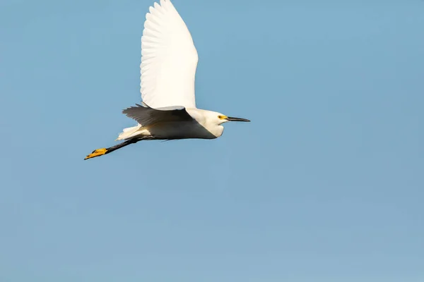 Great White Egret Ardea Alba Bird Flying Blue Sky Sarasota — Stock Photo, Image