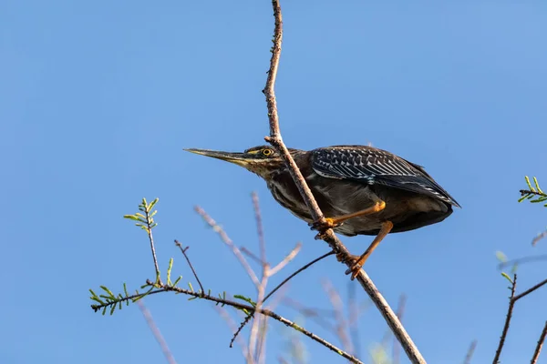 Petit Héron Vert Paranoïaque Butorides Virescens Dans Marais Sarasota Floride — Photo