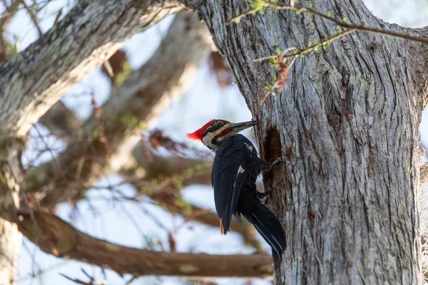 Птица Дятел Dryocopus Pileatus Нажимает Лысину Кипариса Taxodium Distichum Болотном — стоковое фото