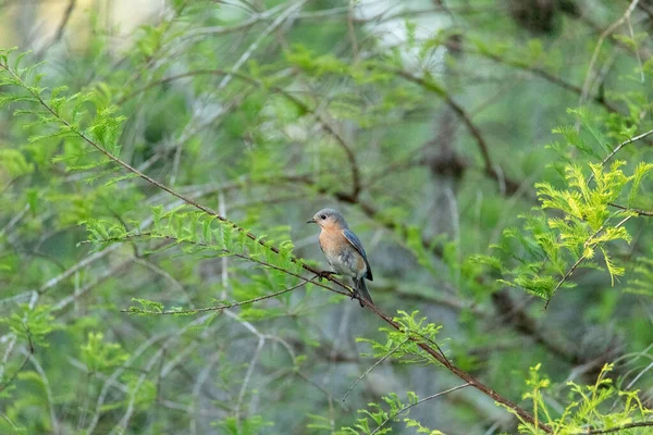 Merle Bleu Est Sialia Sialis Sur Arbre Naples Floride — Photo