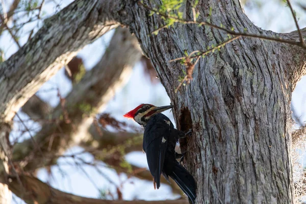 男性は木こり鳥Dryocopusピラティスは フロリダ州ナポリのコルクスクリュー湿地保護区でハゲヒノキの木の分類学的特徴をタップします — ストック写真