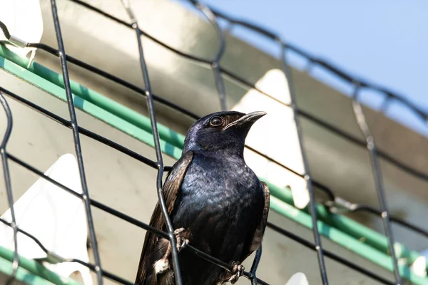 Purple Martin Progne Subis Fågel Fågelholk Sarasota Florida — Stockfoto