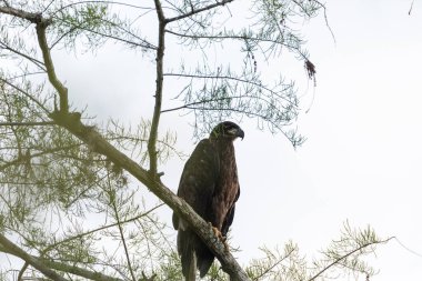 Genç kel kartal Haliaeetus leucocephalus yırtıcı kuş Napoli, Florida 'da bir bataklığın üzerindeki bir dala tünemiş.