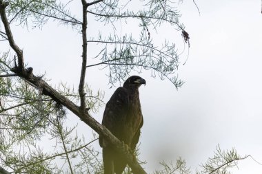 Genç kel kartal Haliaeetus leucocephalus yırtıcı kuş Napoli, Florida 'da bir bataklığın üzerindeki bir dala tünemiş.