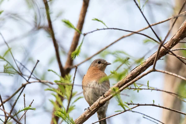 Sialia Sialis Bluebird Timur Betina Bertengger Cabang Yang Tinggi Pohon — Stok Foto