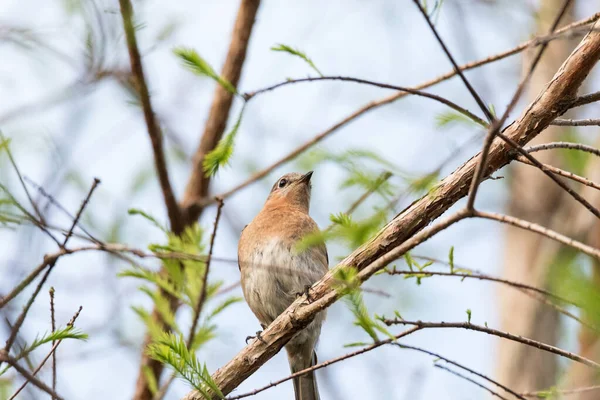 Sialia Sialis Bluebird Timur Betina Bertengger Cabang Yang Tinggi Pohon — Stok Foto