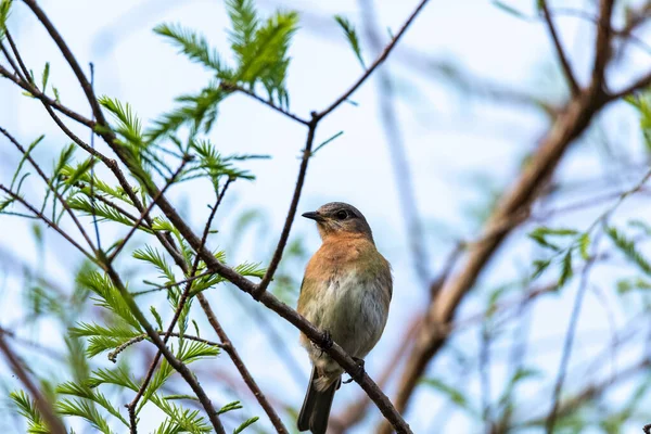 Doğu Mavisi Dişi Kuş Sialia Sialis Bir Ağacın Yüksek Dalına — Stok fotoğraf