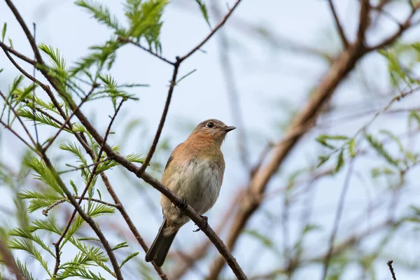 Kvinnlig Östlig Blåfågel Sialia Sialis Abborrar Gren Högt Ett Träd — Stockfoto