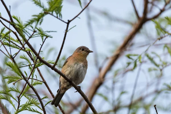 Female eastern bluebird Sialia sialis perches on a branch high in a tree and looks down in Sarasota, Florida