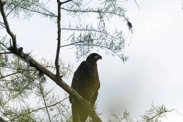 Juvenile Bald Eagle Haliaeetus Leucocephalus Bird Prey Perches Branch Swamp — Stock Photo, Image