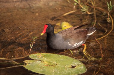 Gallinula kloropus, Napoli, Florida 'da bir bataklıkta yiyecek arar.