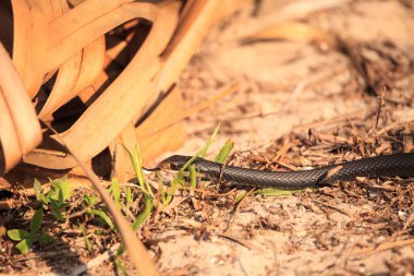Napoli, Florida 'da bataklıkta sürünen kerevit yılan Regina..