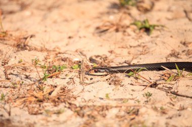 Napoli, Florida 'da bataklıkta sürünen kerevit yılan Regina..
