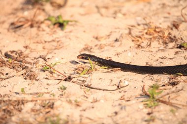 Napoli, Florida 'da bataklıkta sürünen kerevit yılan Regina..