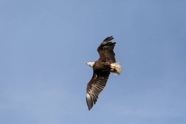 Uçan Kel Kartal Haliaeetus leucocephalus Fort Myers, Florida 'da yırtıcı kuş.
