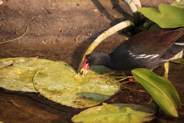 Pássaro Comum Gallinula Chloropus Forragens Para Alimentos Pântano Nápoles Flórida — Fotografia de Stock