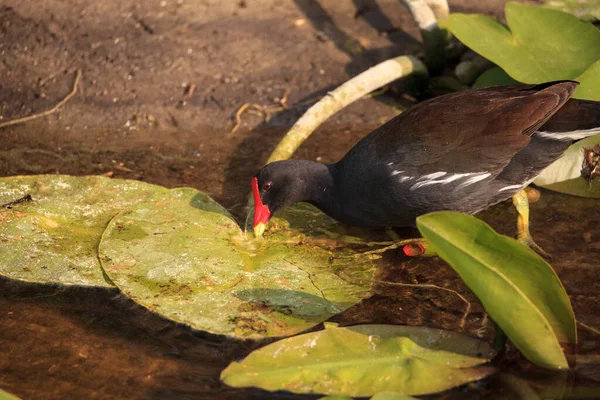 Pássaro Comum Gallinula Chloropus Forragens Para Alimentos Pântano Nápoles Flórida — Fotografia de Stock