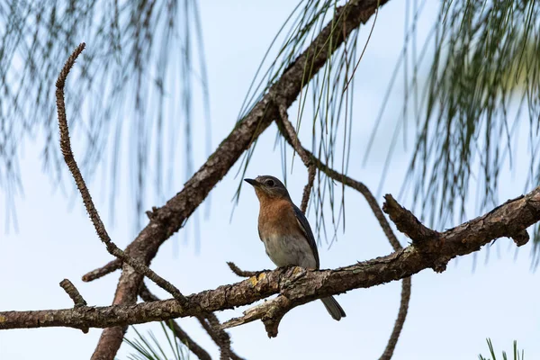 Kobieta Wschodni Bluebird Sialia Sialis Okonie Gałęzi Wysoko Drzewie Spogląda — Zdjęcie stockowe