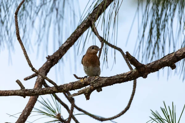 Doğu Mavisi Dişi Kuş Sialia Sialis Bir Ağacın Yüksek Dalına — Stok fotoğraf