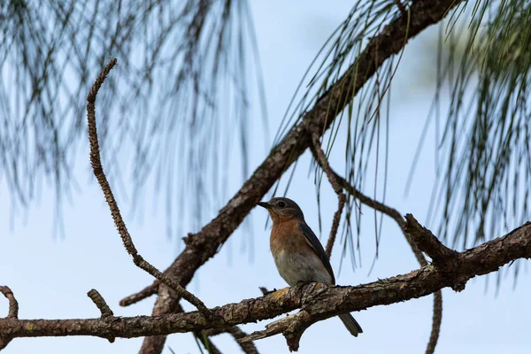 Female eastern bluebird Sialia sialis perches on a branch high in a tree and looks down in Sarasota, Florida