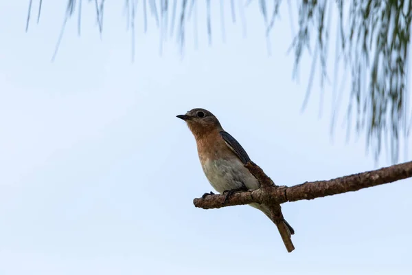 Pássaro Azul Oriental Feminino Sialia Sialis Poleiros Ramo Alto Uma — Fotografia de Stock