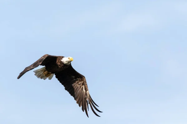 Flying Bald Eagle Haliaeetus Leucocephalus Bird Prey Fort Myers Florida — Stock Photo, Image