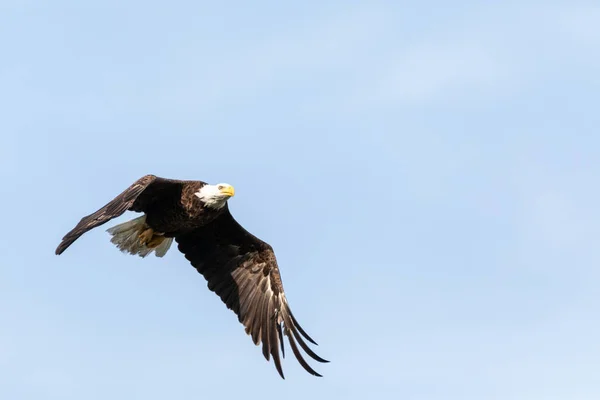 Águia Careca Voadora Haliaeetus Leucocephalus Ave Rapina Fort Myers Flórida — Fotografia de Stock