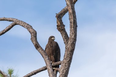 Genç kel kartal Haliaeetus leucocephalus yırtıcı kuş Napoli, Florida 'da bir bataklığın üzerindeki bir dala tünemiş.