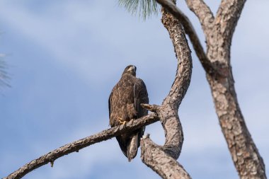Genç kel kartal Haliaeetus leucocephalus yırtıcı kuş Napoli, Florida 'da bir bataklığın üzerindeki bir dala tünemiş.