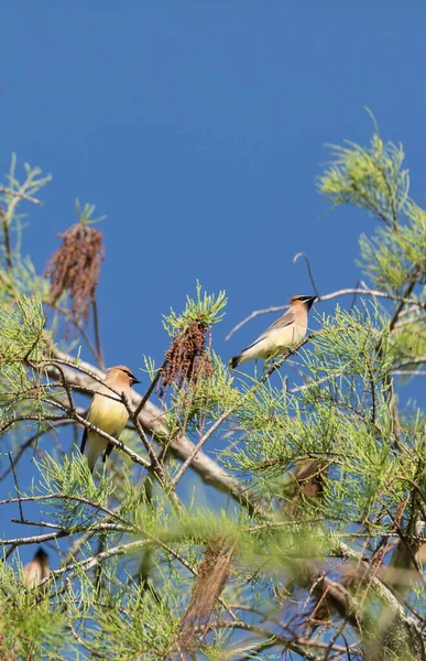 Herde Des Zedernwachsvogels Bombycilla Cedrorum Sitzt Auf Einem Baum Und — Stockfoto