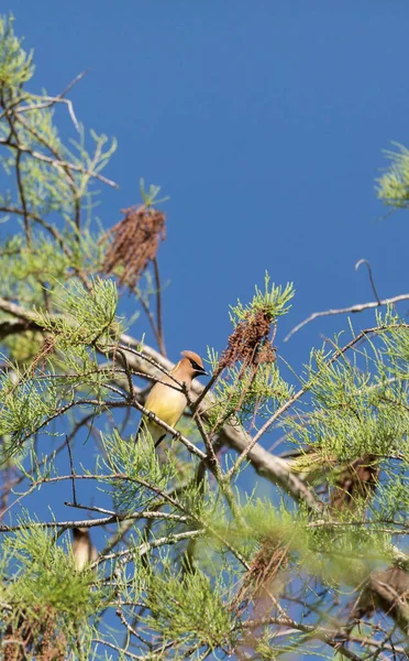 Herde Des Zedernwachsvogels Bombycilla Cedrorum Sitzt Auf Einem Baum Und — Stockfoto