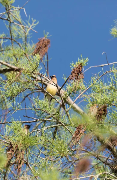 Σμήνη Από Κέρινα Πουλιά Cedar Bombycilla Cedrorum Perch Ένα Δέντρο — Φωτογραφία Αρχείου