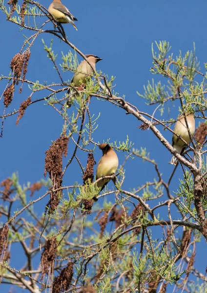 Kawanan Burung Cedar Waxwing Bombycilla Cedrorum Bertengger Pohon Dan Makan — Stok Foto