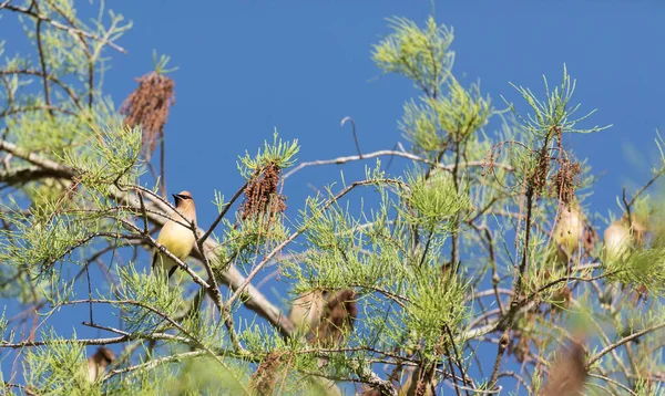 Sedir Kanatlı Kuş Sürüsü Bombycilla Cedrorum Bir Ağaca Tüneyerek Napoli — Stok fotoğraf
