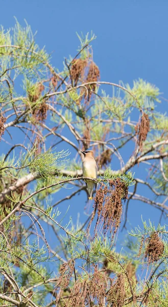 Σμήνη Από Κέρινα Πουλιά Cedar Bombycilla Cedrorum Perch Ένα Δέντρο — Φωτογραφία Αρχείου