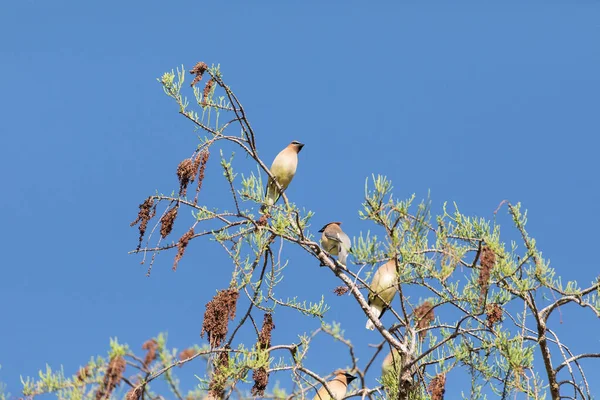 Flock Cedar Waxwing Bird Bombycilla Cedrorum Perch Tree Eats Berries — Stock Photo, Image