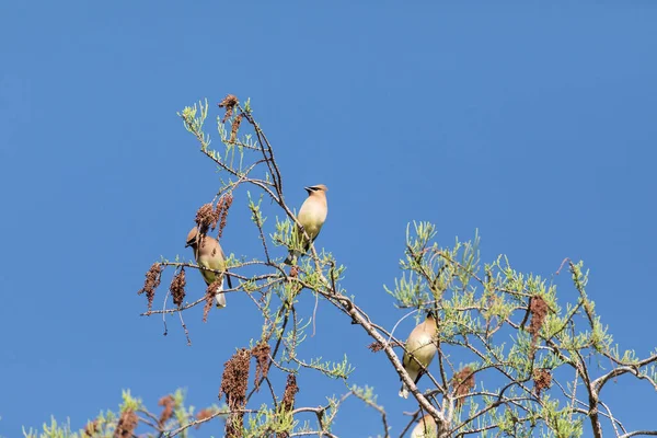 Herde Des Zedernwachsvogels Bombycilla Cedrorum Sitzt Auf Einem Baum Und — Stockfoto