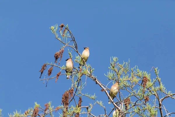 Herde Des Zedernwachsvogels Bombycilla Cedrorum Sitzt Auf Einem Baum Und — Stockfoto