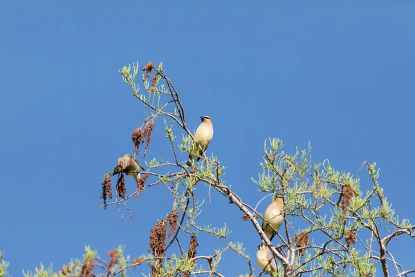 Zwerm Van Ceder Waxwing Vogel Bombycilla Cedrorum Baars Een Boom — Stockfoto